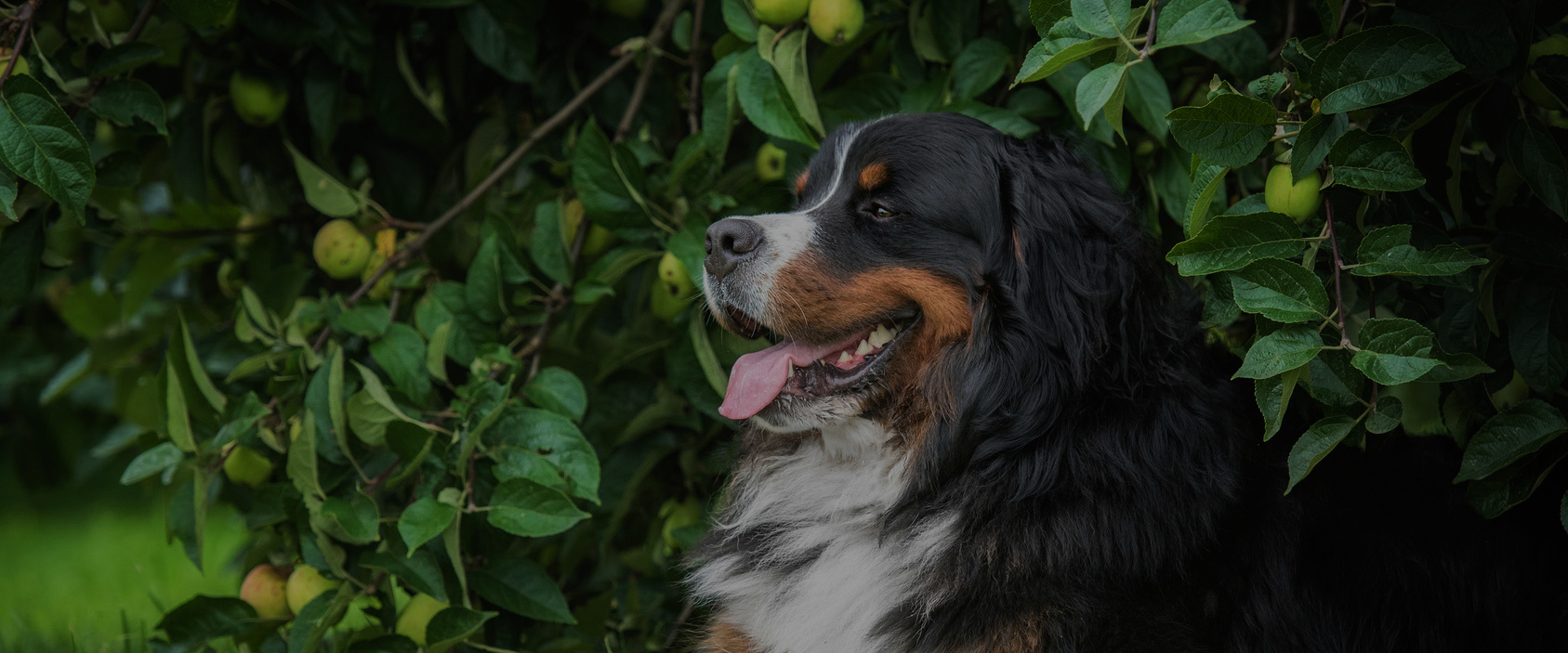Bernese mountain dog lying under an apple tree in summer